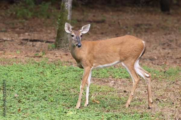 Obraz deer standing in clover