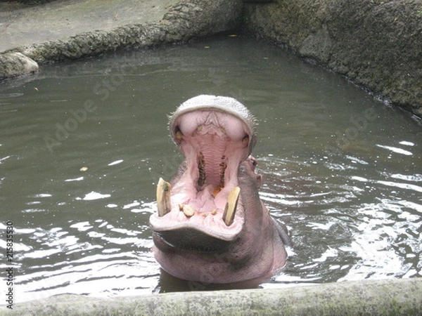 Obraz Hippo