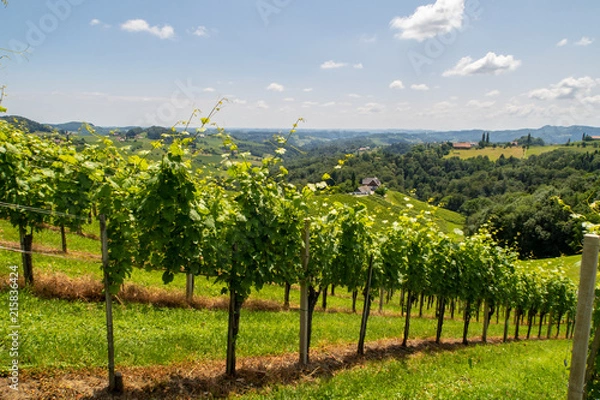 Fototapeta Schöner Weingarten mit Weinreben in der südlichen Steiermark