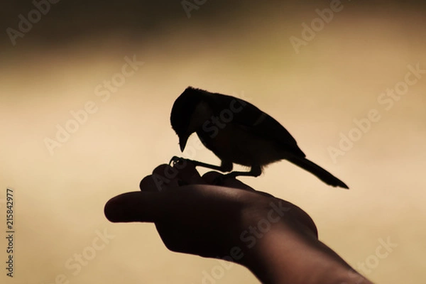 Fototapeta  Feeding of birds