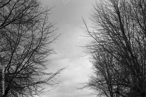 Fototapeta Two black trees with a gloomy cloudy background. This image can be used as a scary Halloween background image. 