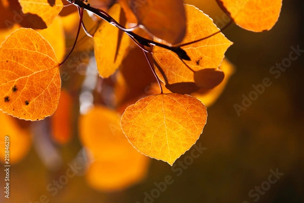 Obraz Orange Autumn Aspen Leaf