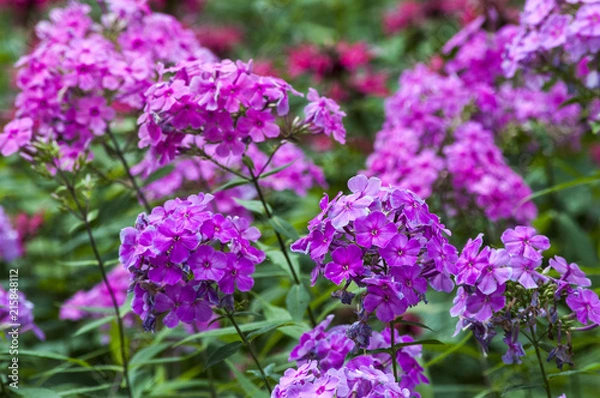 Fototapeta куст розовых цветов