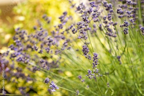 Obraz blooming blue lavender on a blurred background