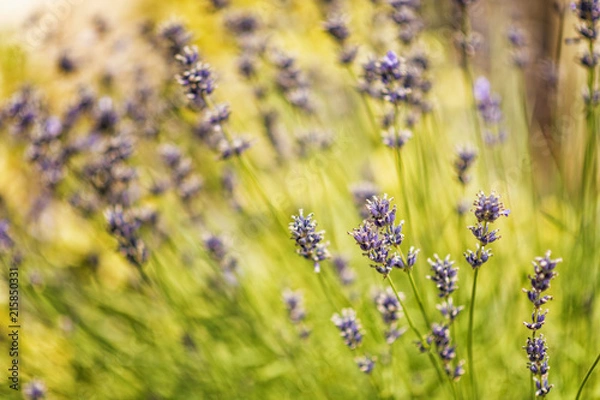 Obraz kwitnąca niebieska lawenda na niewyraźne tło