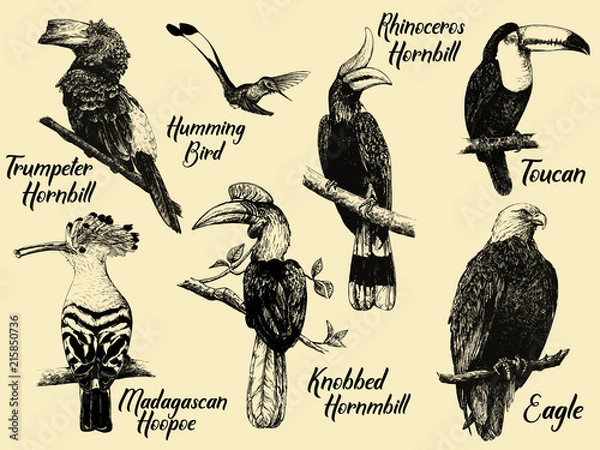 Obraz Set of hand drawn sketch style exotic birds. Isolated vector illustration.