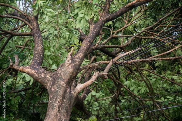 Fototapeta Broken tree after storm.