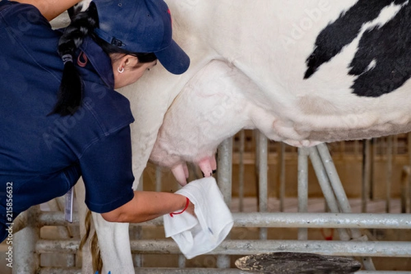 Obraz The cow gives plenty of milk