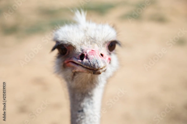 Fototapeta Portrait of an ostrich close up on a sunny day 