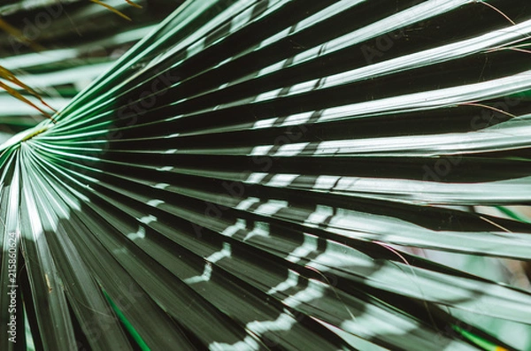 Fototapeta Nature poster. Green palm branch. Closeup. Tropical vibes