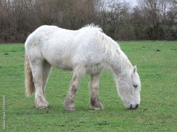 Obraz Percheron