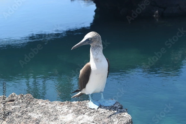 Obraz Blue footed booby