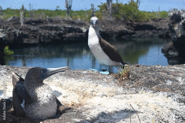 Obraz Blue footed booby