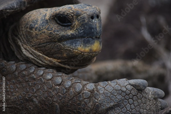Obraz Tortuga Galapagos