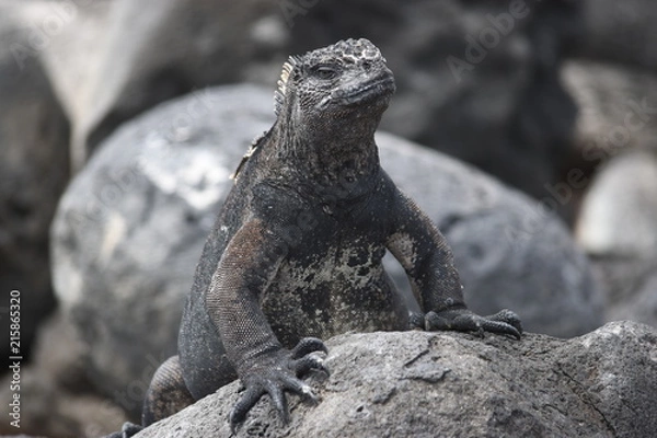 Obraz Iguana Galapagos