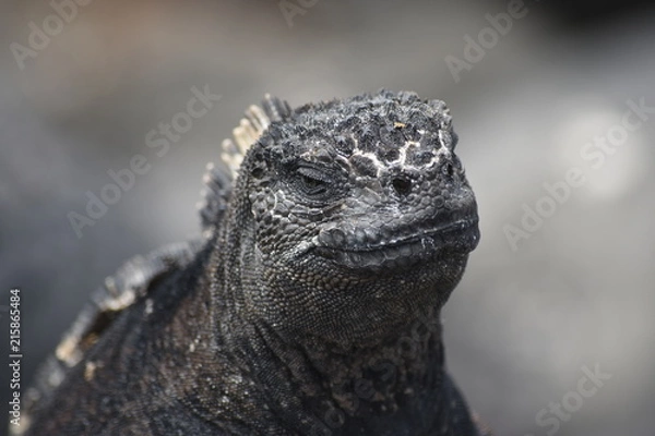 Obraz Iguana Galapagos