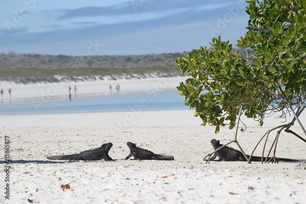 Obraz Iguana Galapagos