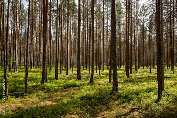 Fototapeta Sunset in the forest