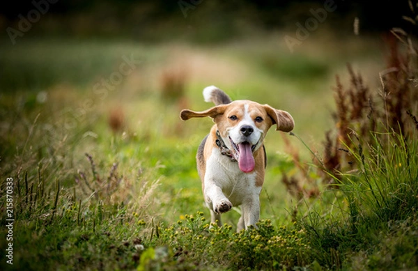 Fototapeta The Beagle