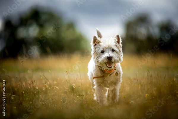 Obraz West Highland Terrier