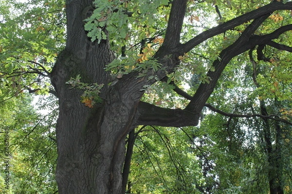 Fototapeta Дуб с раскидистыми ветками