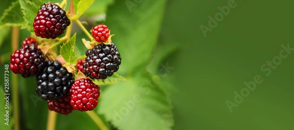 Fototapeta Fresh blackberry (Rubus fruticosus) on a branch in the garden. Add healthy and tasty fruit to your diet. Dietary and vegetarian product. Selective focus, copy space, side view. Banner.