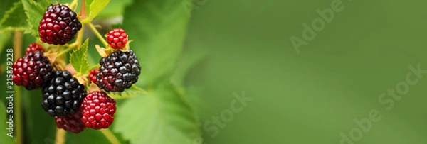 Fototapeta Fresh blackberry (Rubus fruticosus) on a branch in the garden. Add healthy and tasty fruit to your diet. Dietary and vegetarian product. Selective focus, copy space, side view. Banner.
