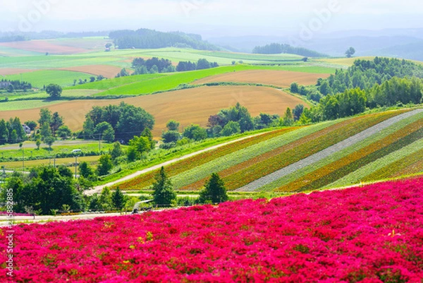 Fototapeta 北海道の花畑