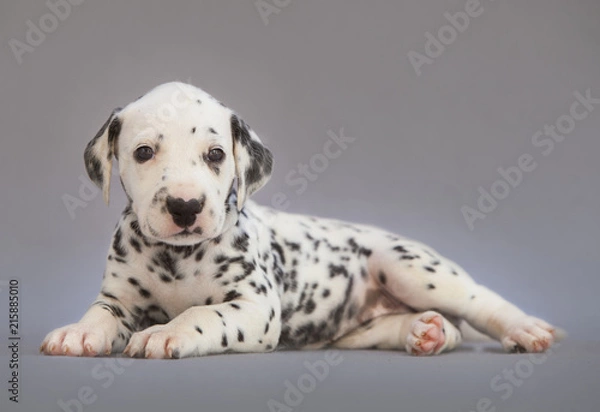 Obraz Puppy dalmatian dog