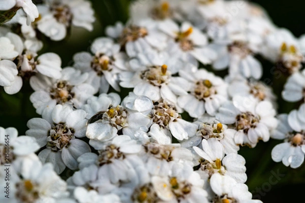 Obraz OLYMPUS DIGITAL CAMERA