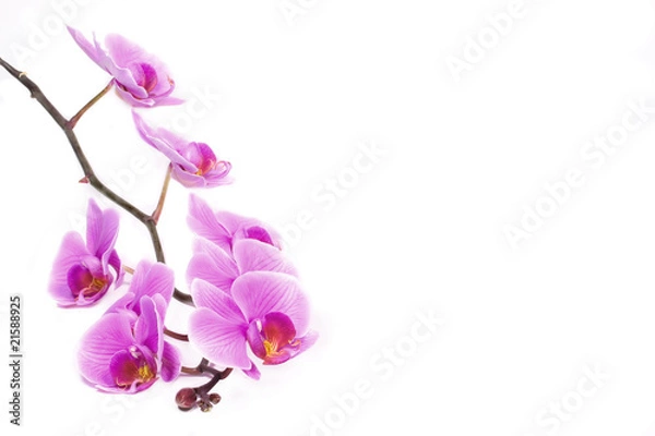 Fototapeta Pink orchid isolated with copy space