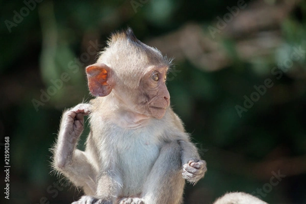 Fototapeta 可愛いサル