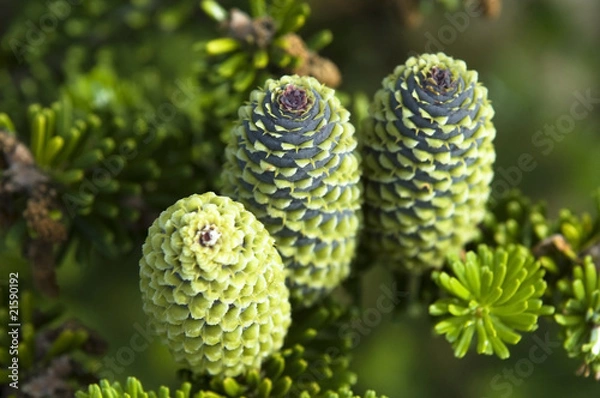 Obraz pine branch with cone