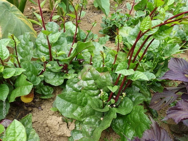 Obraz ツルムラサキ