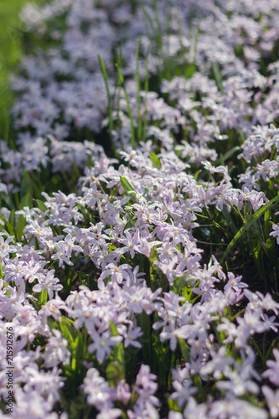 Obraz Small little purple flowers field in Koukenhof, Netherlands