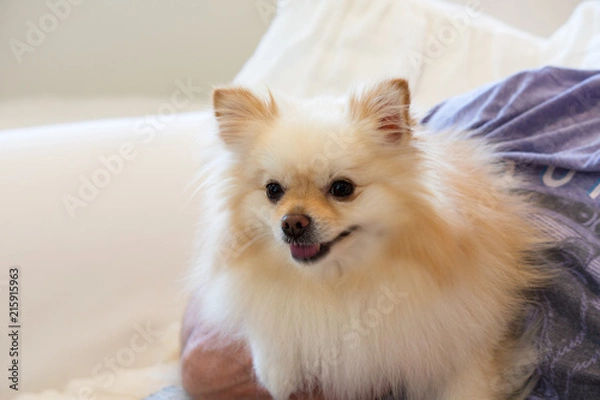 Obraz Man holding small cream and white pomoranian dog in his arms.  Happy small ped dog indoors