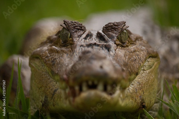 Obraz Spectacled Caiman