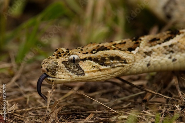 Fototapeta Puff Adder