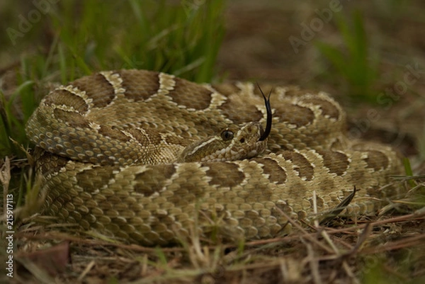 Obraz Prairie Rattlesnake