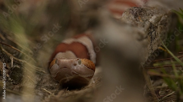 Obraz Transpecos Copperhead