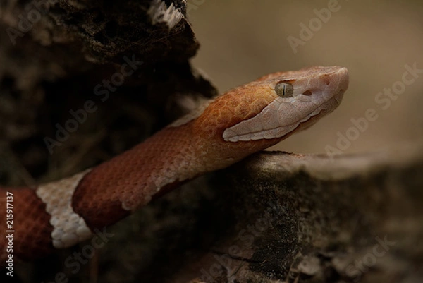 Obraz Transpecos Copperhead