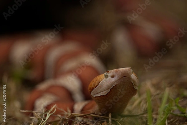 Obraz Transpecos Copperhead