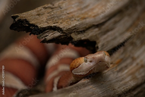Fototapeta Copperhead