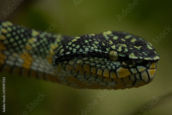 Obraz Wagler's Viper