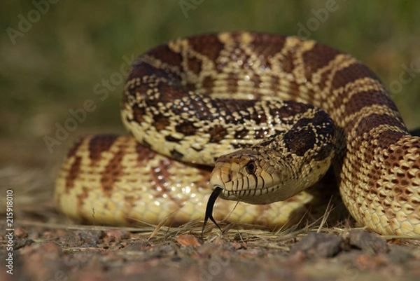 Obraz Bull Snake