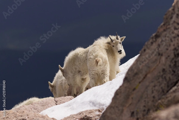 Obraz Mountain Goat