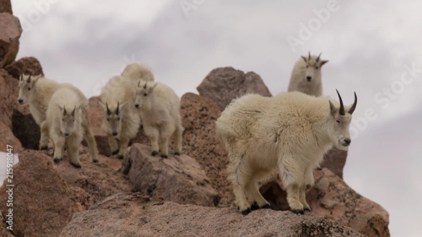 Obraz Mountain Goats