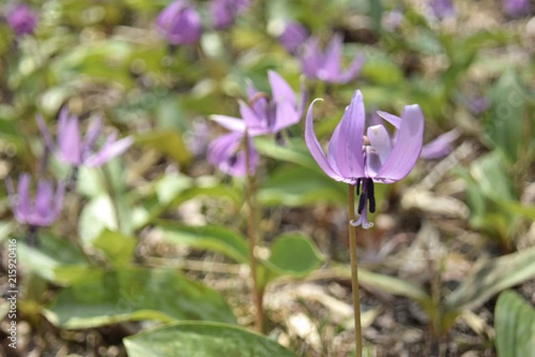 Obraz カタクリの花