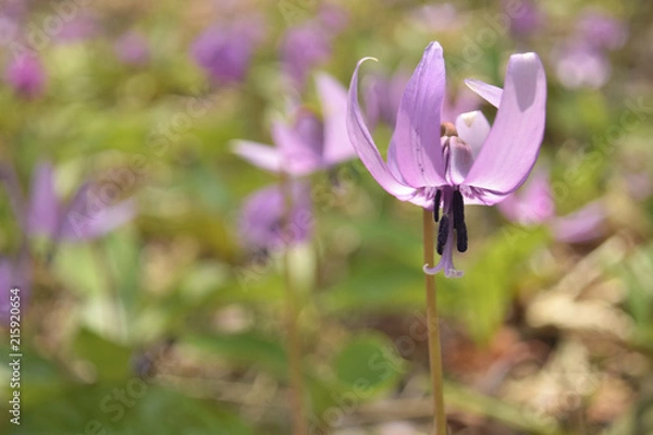 Obraz カタクリの花