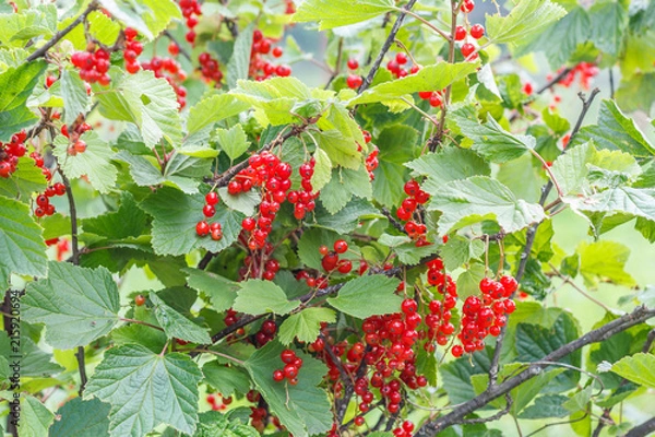 Obraz Currant bush